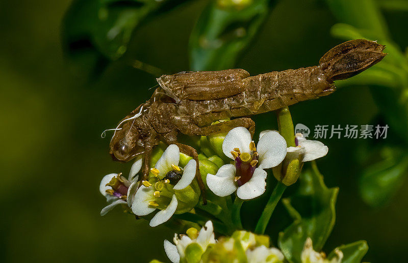 一个生动的舞者蜻蜓的外壳，Argia Vivid, Audubon Mayacamas山保护区，索诺玛县，加利福尼亚州。外骨骼